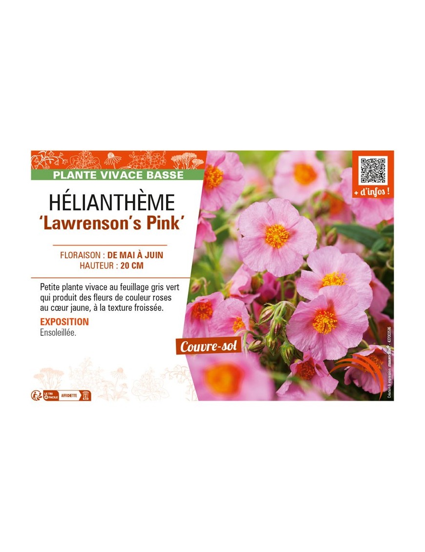 Hélianthème Lawrenson's Pink
