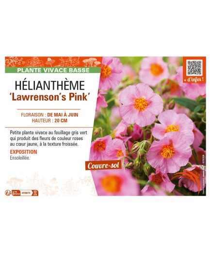 Hélianthème Lawrenson's Pink
