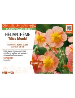Hélianthème Miss Mould