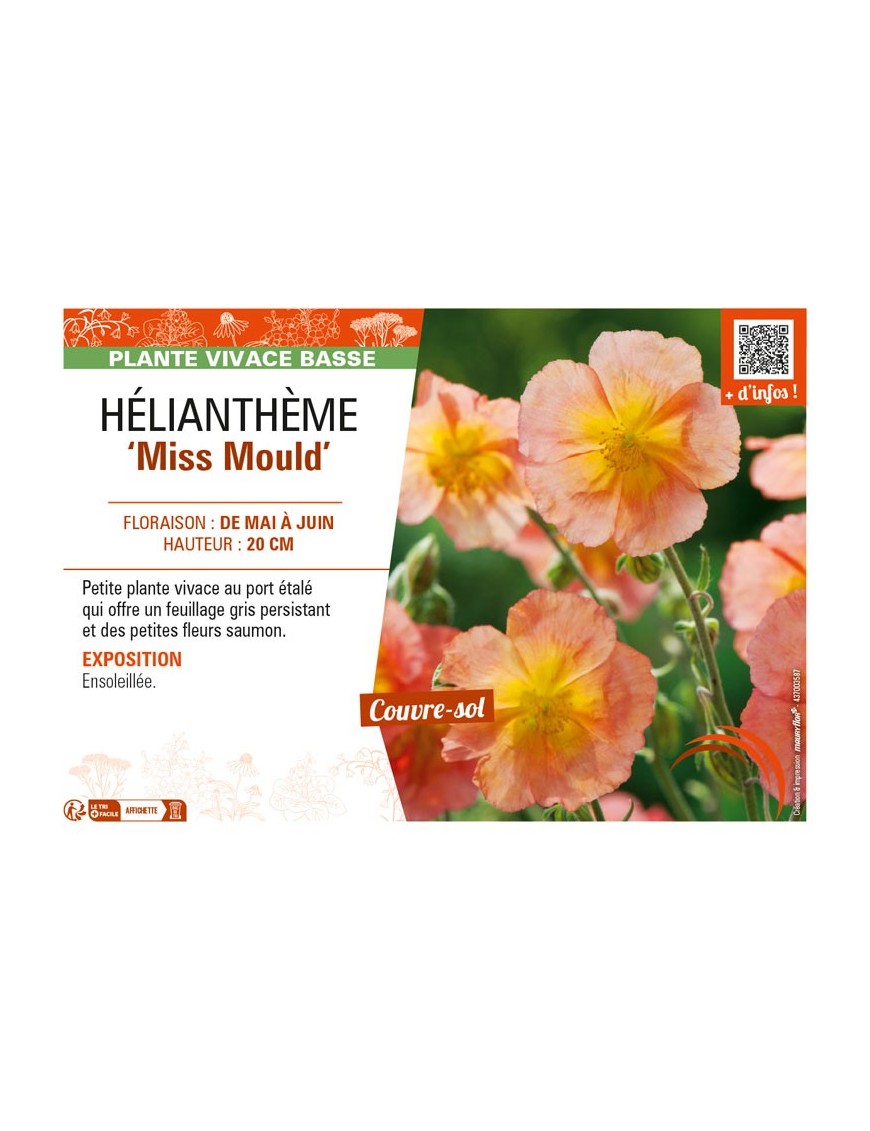 Hélianthème Miss Mould