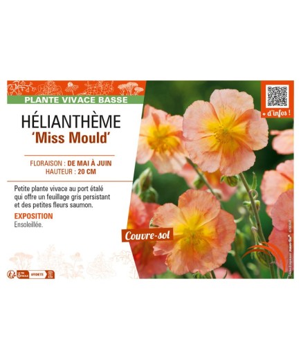 HELIANTHEMUM Miss Mould