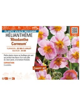 Hélianthème Rhodanthe Carneum