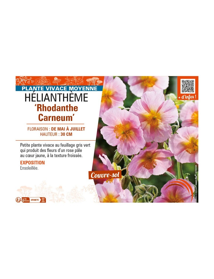 Hélianthème Rhodanthe Carneum