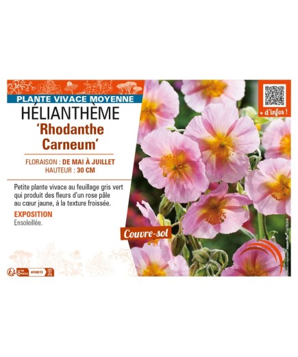 Hélianthème Rhodanthe Carneum