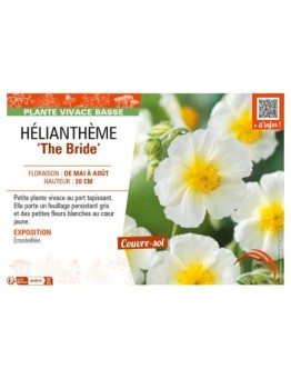 Hélianthème The Bride