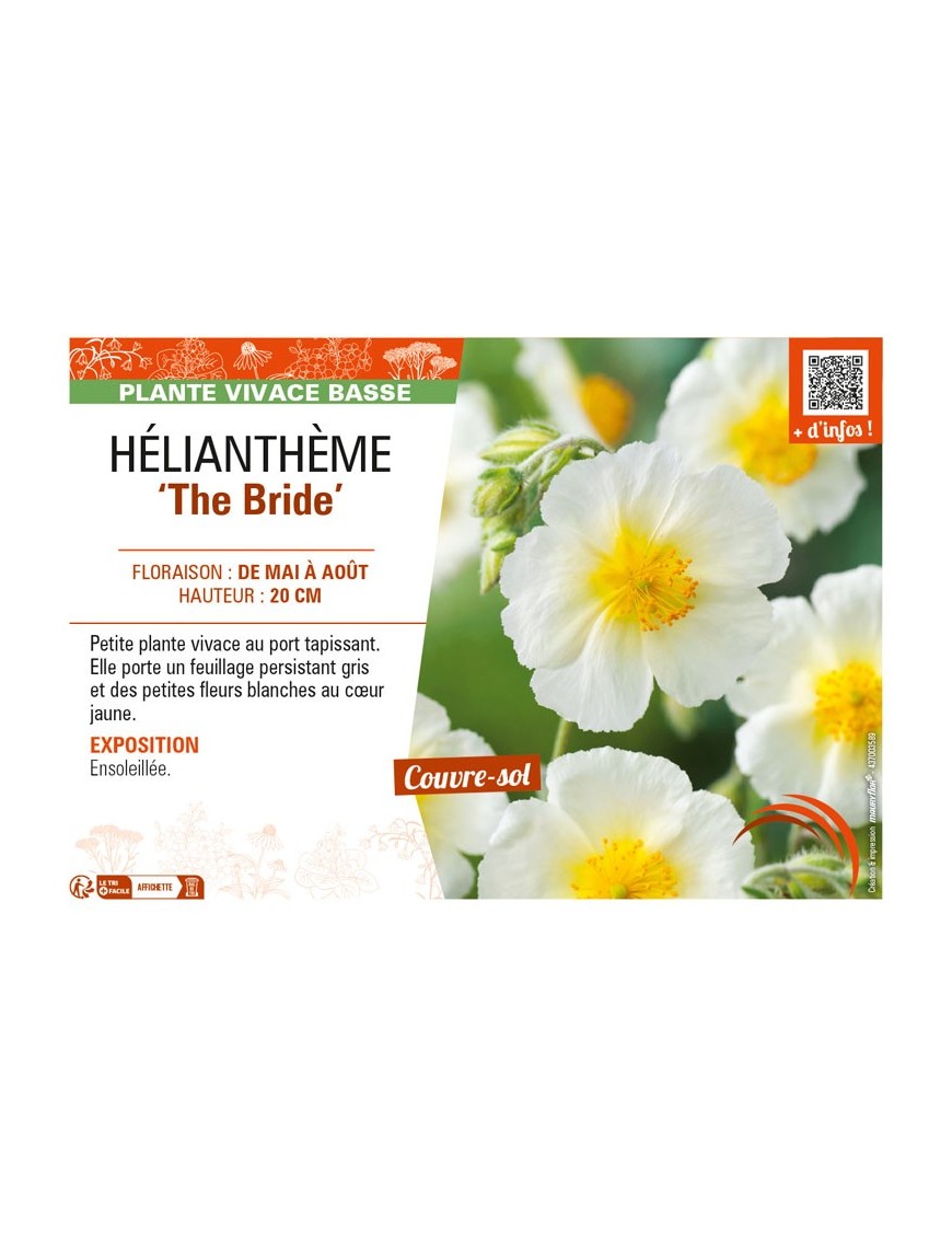 Hélianthème The Bride