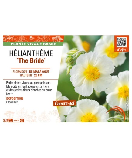 Hélianthème The Bride