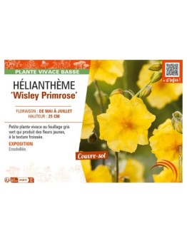 Hélianthème Wisley Primrose