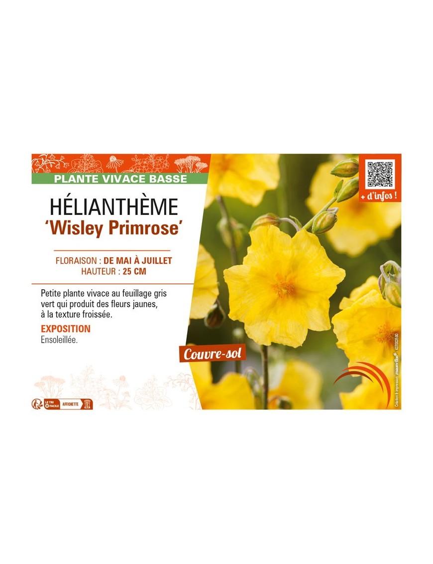 HELIANTHEMUM Wisley Primrose