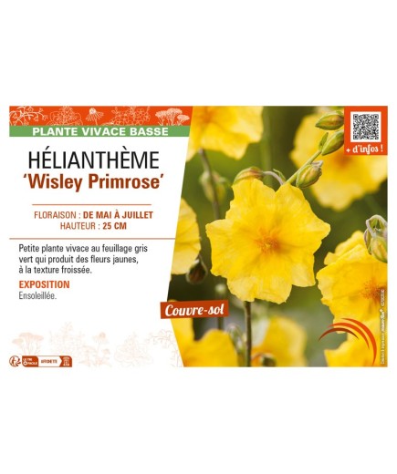 Hélianthème Wisley Primrose