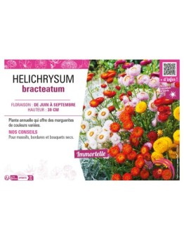 HELICHRYSUM BRACTEATUM