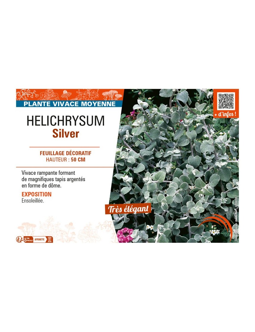 HELICHRYSUM SILVER