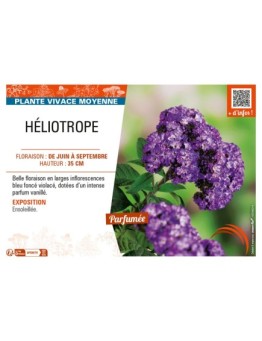 HÉLIOTROPE