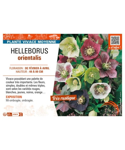 HELLEBORUS ORIENTALIS