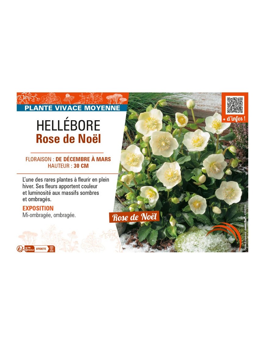 HELLEBORUS ROSE DE NOËL