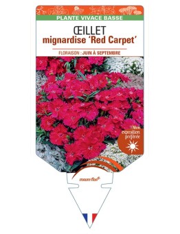 DIANTHUS plumarius Red Carpet voir Œillet mignardise