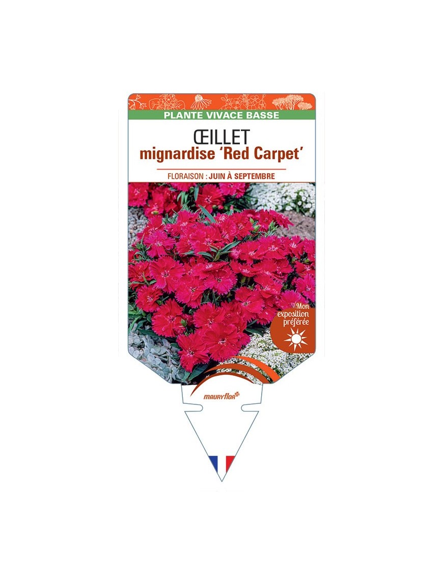 DIANTHUS plumarius Red Carpet voir Œillet mignardise