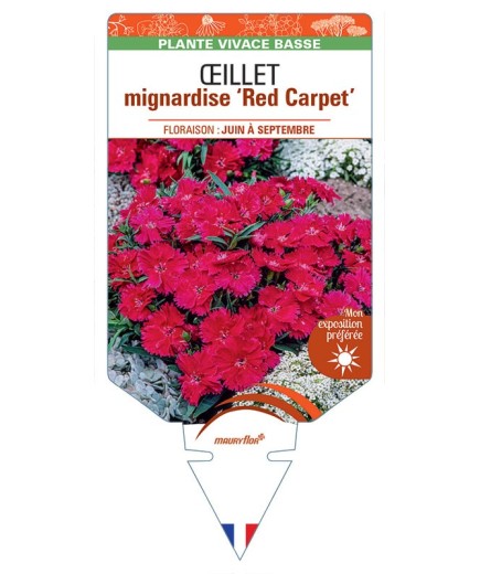 DIANTHUS plumarius Red Carpet voir Œillet mignardise