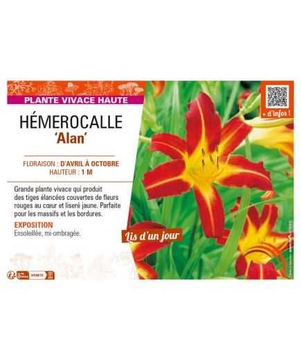 HEMEROCALLIS Alan