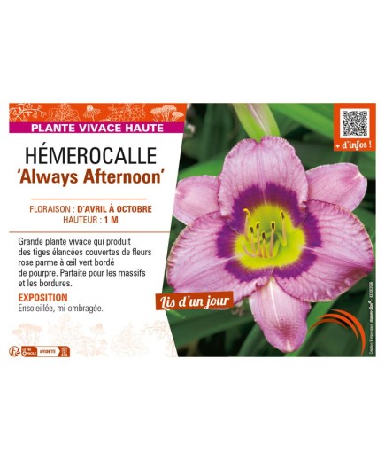 HEMEROCALLIS Always Afternoon