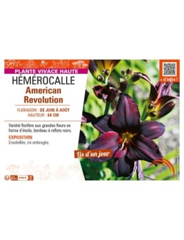 HEMEROCALLIS AMERICAN REVOLUTION