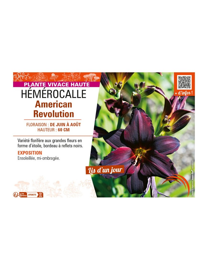 HEMEROCALLIS AMERICAN REVOLUTION