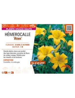 HEMEROCALLIS Aten
