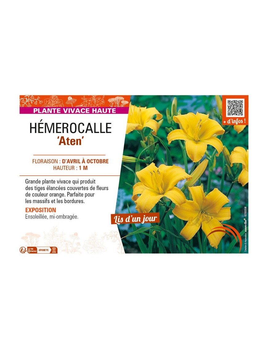 HEMEROCALLIS Aten