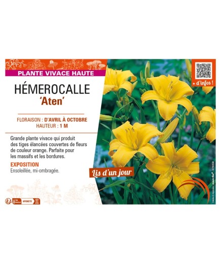 HEMEROCALLIS Aten