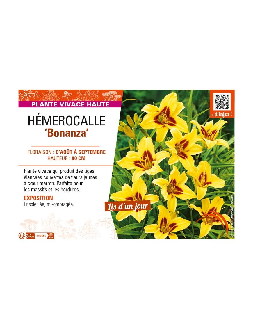HEMEROCALLIS Bonanza