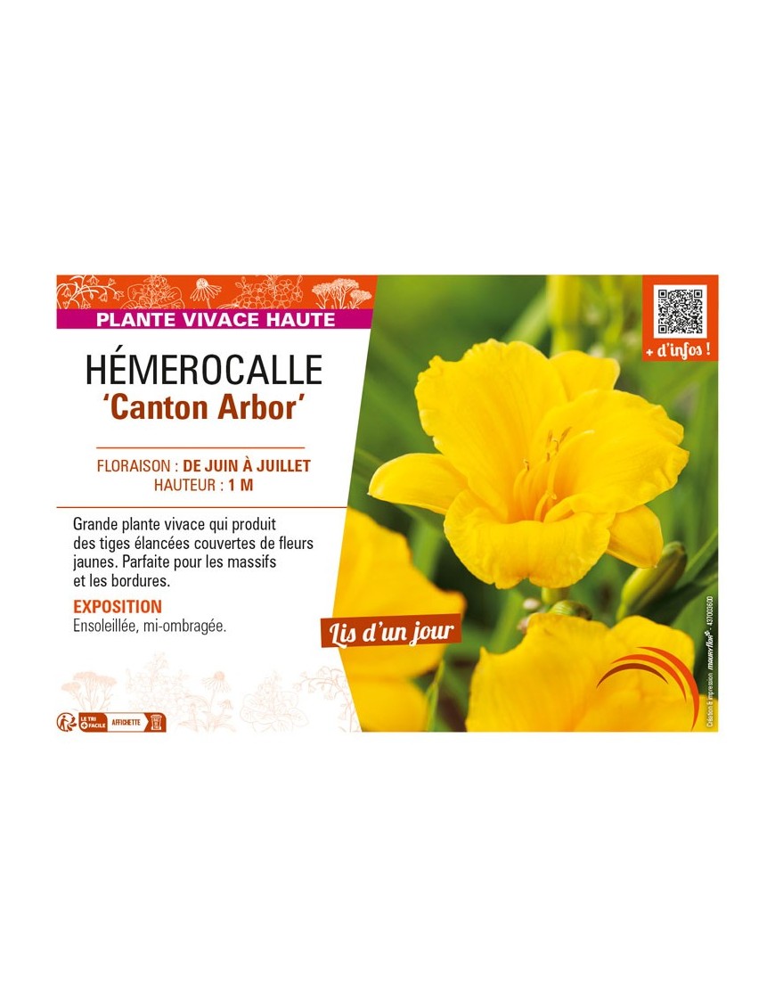 HEMEROCALLIS Canton Arbor