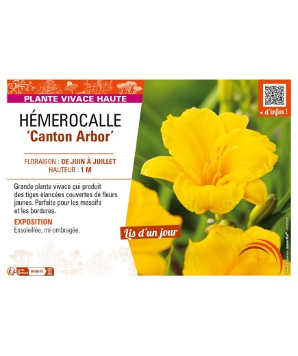 HEMEROCALLIS Canton Arbor