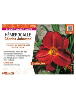 HEMEROCALLIS Charles Johnston