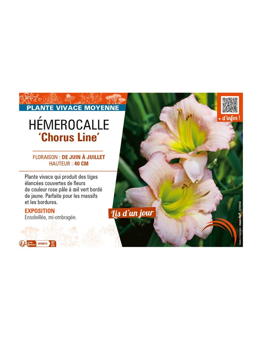 HEMEROCALLIS Chorus Line'