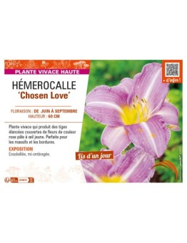 HEMEROCALLIS Chosen Love
