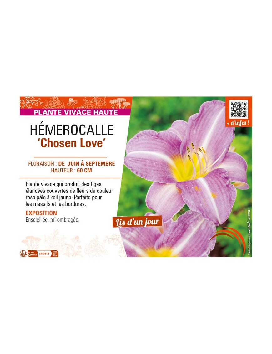 HEMEROCALLIS Chosen Love