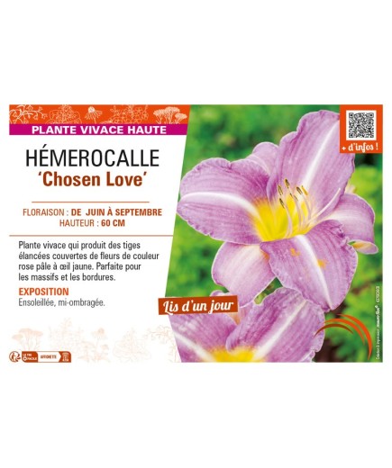 HEMEROCALLIS Chosen Love