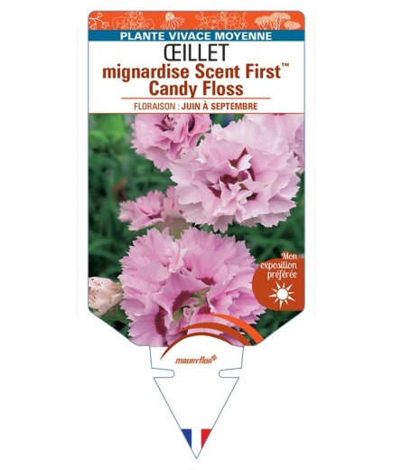 DIANTHUS plumarius Scent FirstTM Candy Floss voir Œillet mignardise