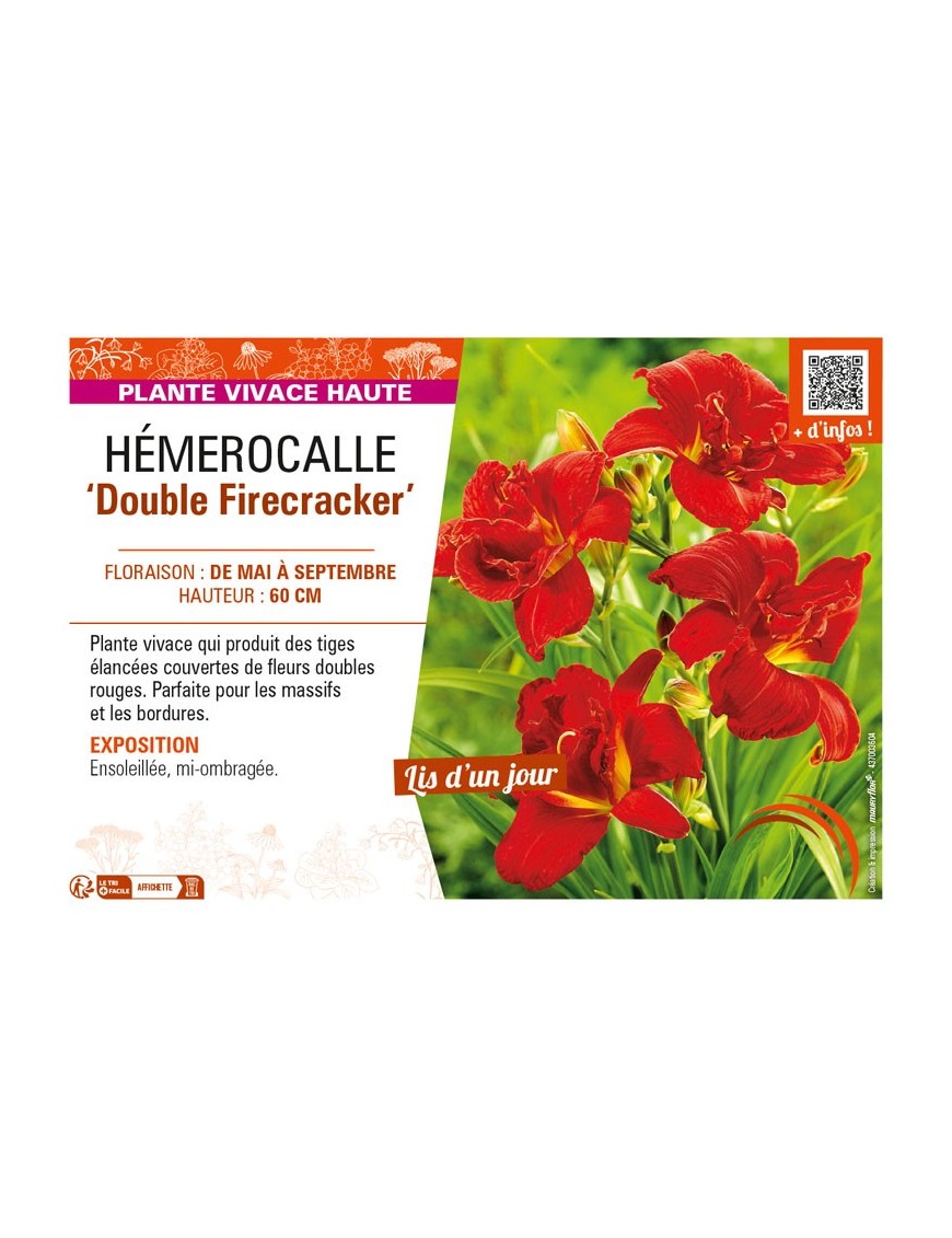 HEMEROCALLIS Double Firecracker