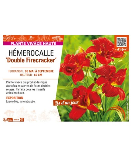 HEMEROCALLIS Double Firecracker
