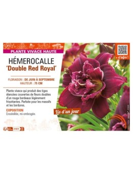 HEMEROCALLIS Double Red Royal