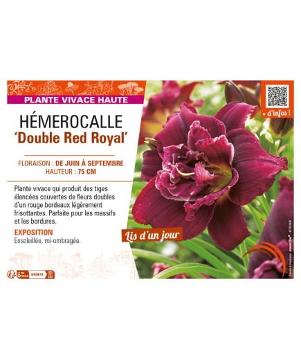 HEMEROCALLIS Double Red Royal