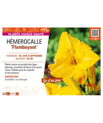 HEMEROCALLIS Flamboyant (jaune)