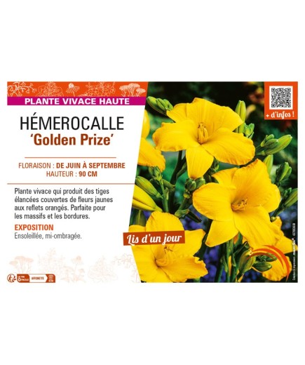 HEMEROCALLIS Golden Prize