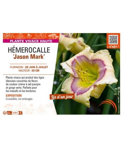 HEMEROCALLIS Jason Mark