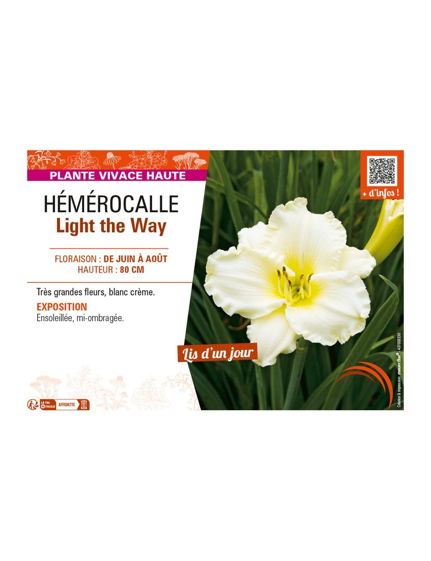 HEMEROCALLIS LIGHT THE WAY