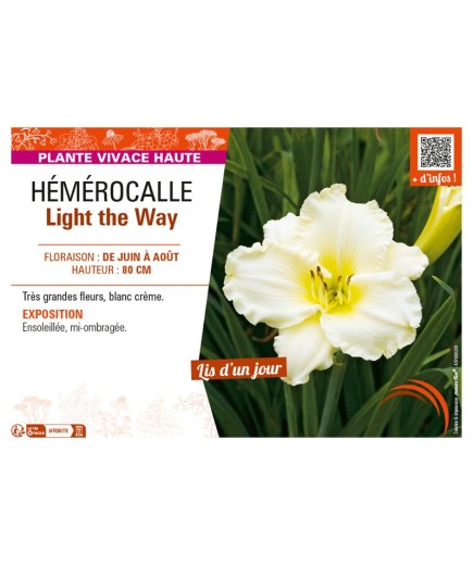 HEMEROCALLIS LIGHT THE WAY