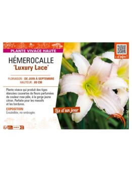 HEMEROCALLIS Luxury Lace