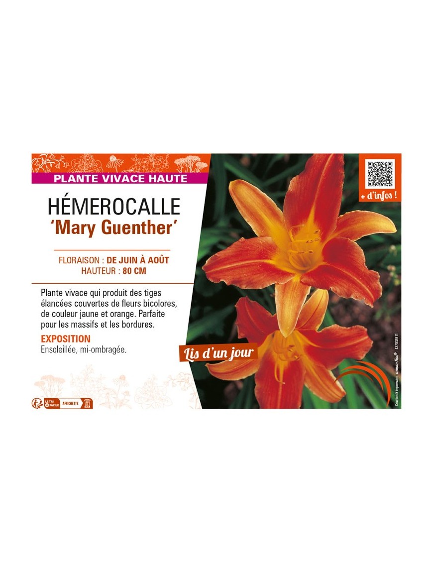 HEMEROCALLIS Mary Guenther