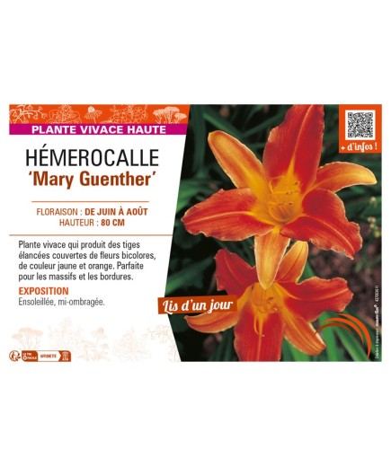HEMEROCALLIS Mary Guenther